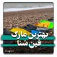 بهترین مارک فین شنا